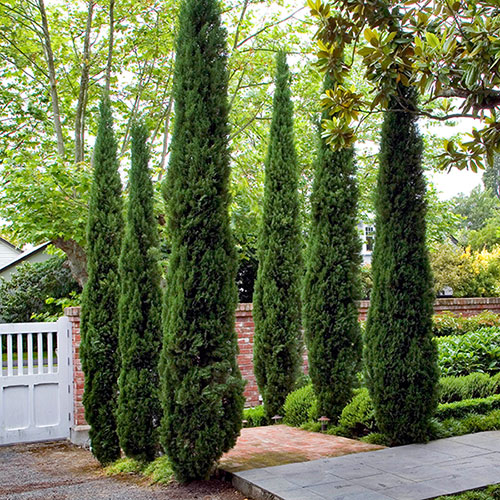 Cupressus Sempervirens