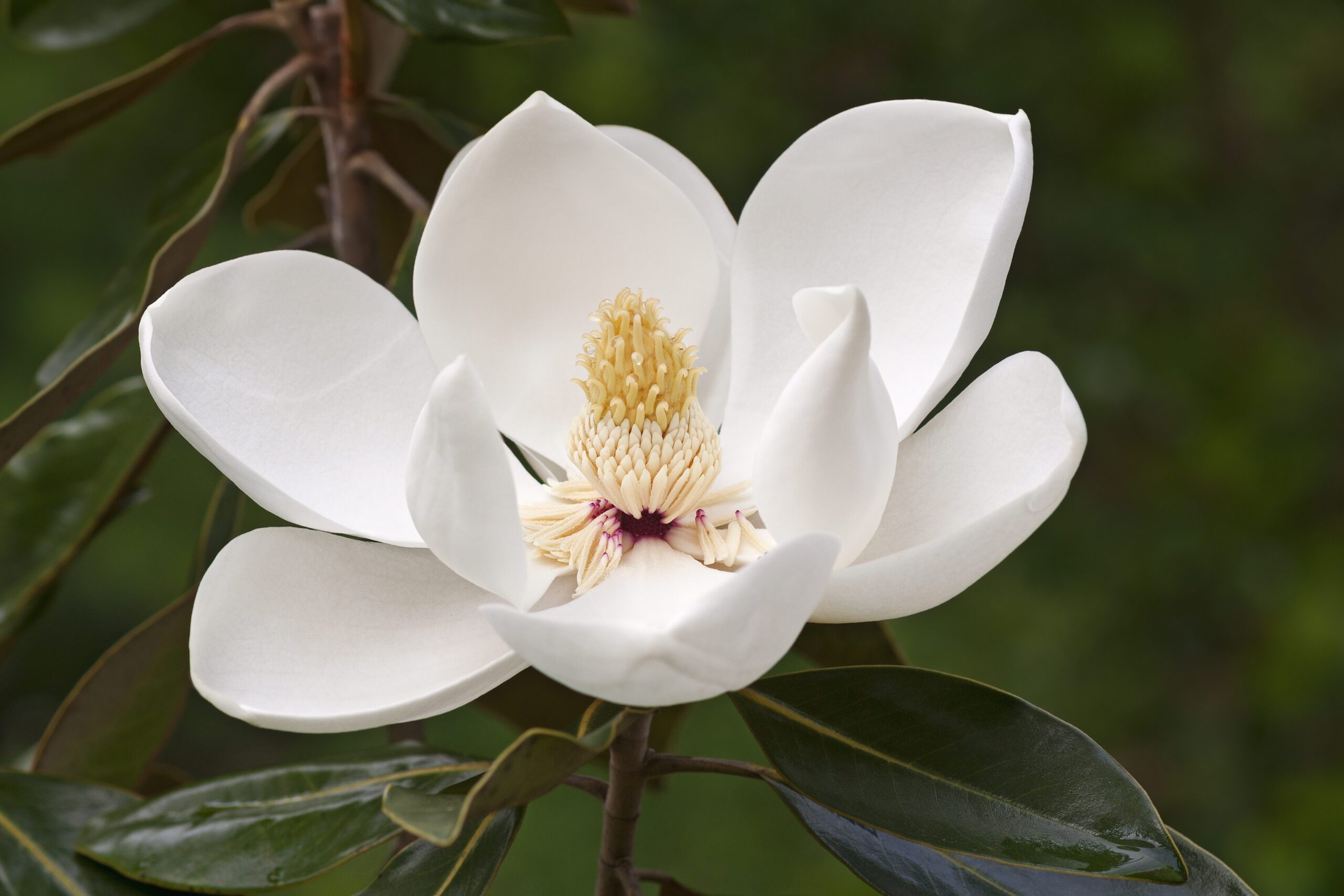 Magnolia Grandiflora