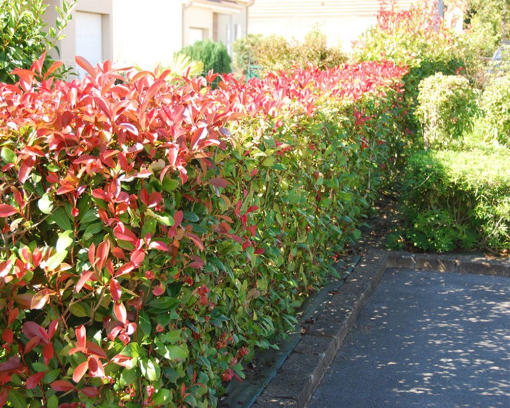 Photinia