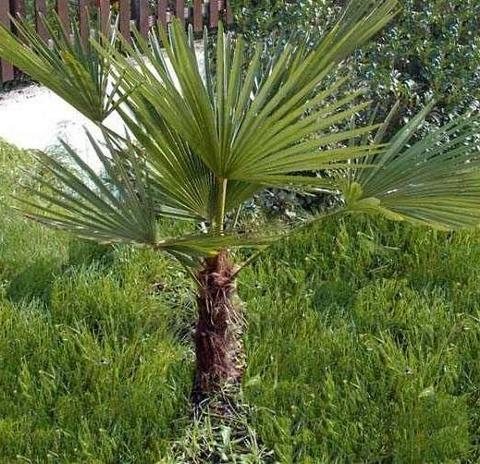 Trachycarpus