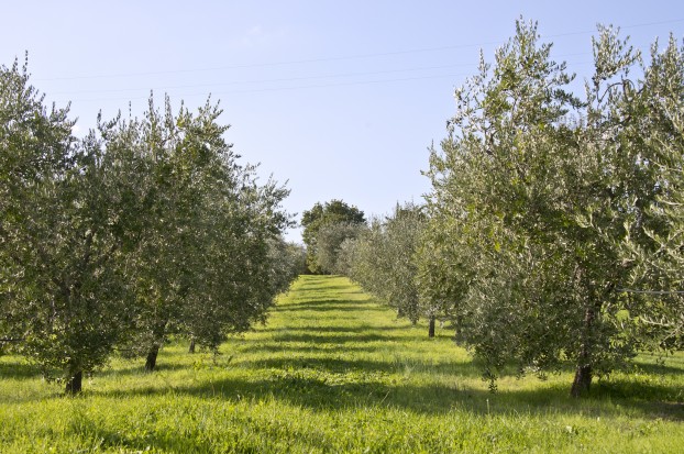 Olea Europaea